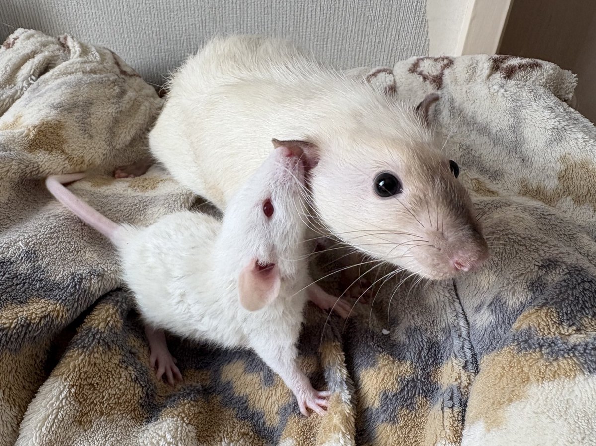 mame_leopa's tweet photo. 7匹の子ラット、唯一の♂🐀

一人暮らしの♂ちゃんの相棒に🤝 https://t.co/NgDAfRn7mS