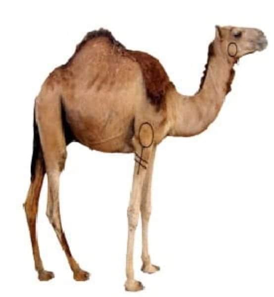 محمد|| tweet media