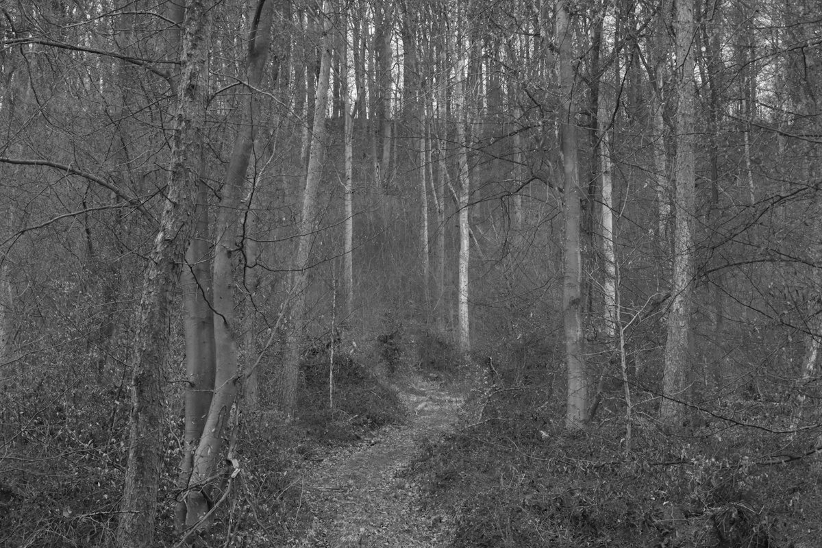 DrCKaiser's tweet image. #photo #Photography #landscape #monochrome #blackandwhite #trees #forest #blackandwhitephotography #landscapephotography