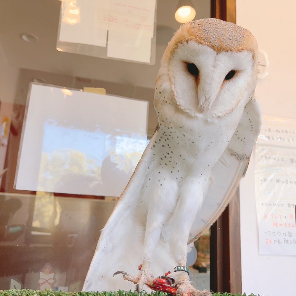 ふくろうの里 Owl Village tweet media