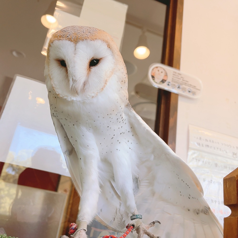 ふくろうの里 Owl Village tweet media