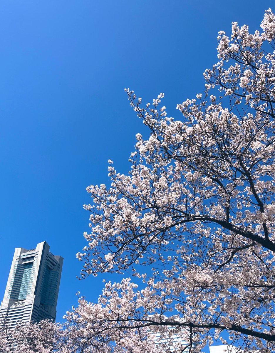 michi🌼いいかげん原稿やる🐝 tweet media