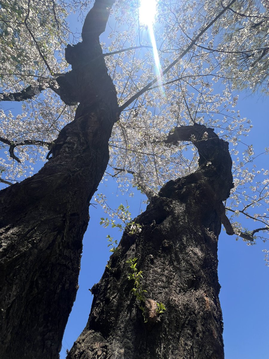 Momoko Iijima tweet media