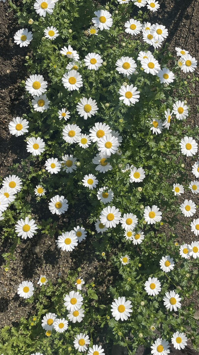 さくさくクッキー tweet media