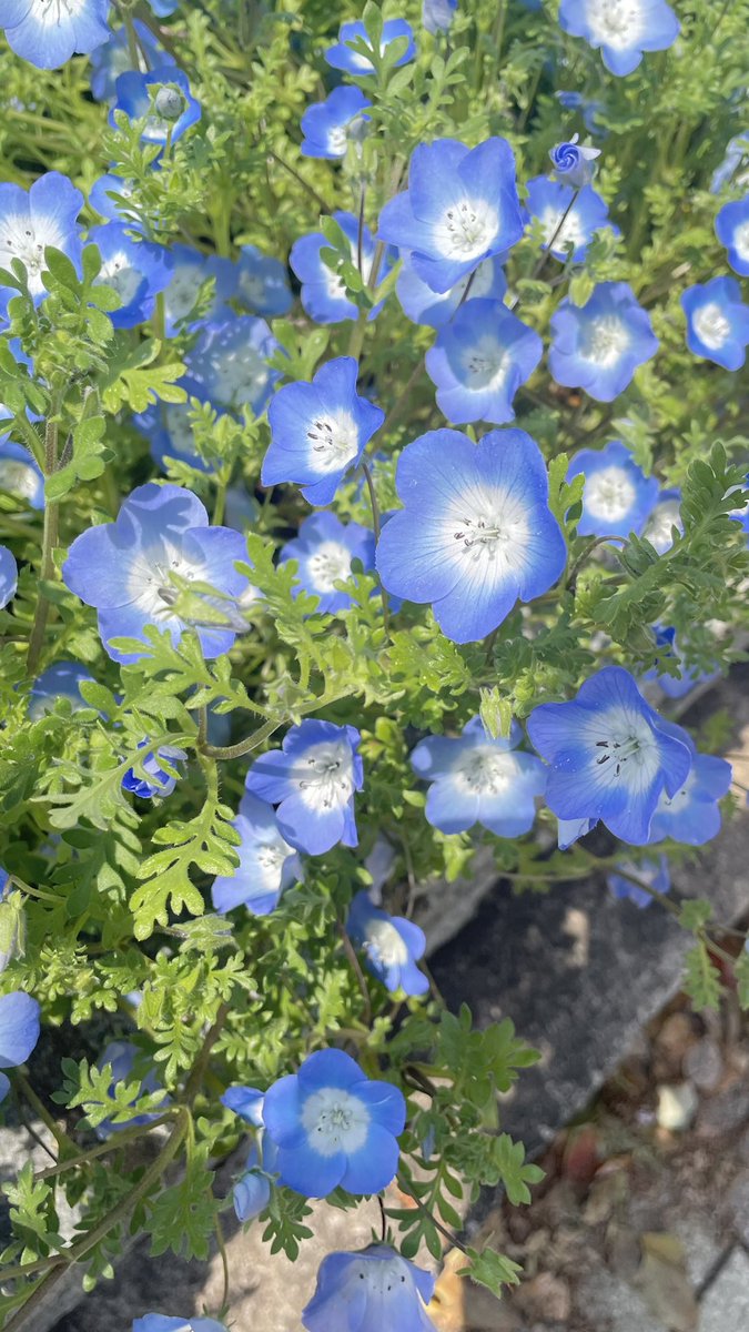 さくさくクッキー tweet media