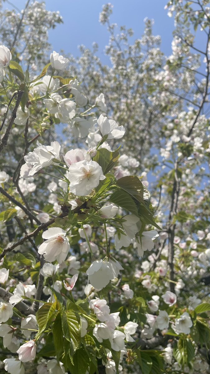 さくさくクッキー tweet media