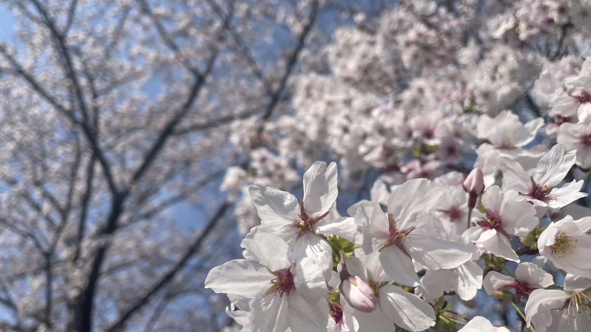 さくさくクッキー tweet media