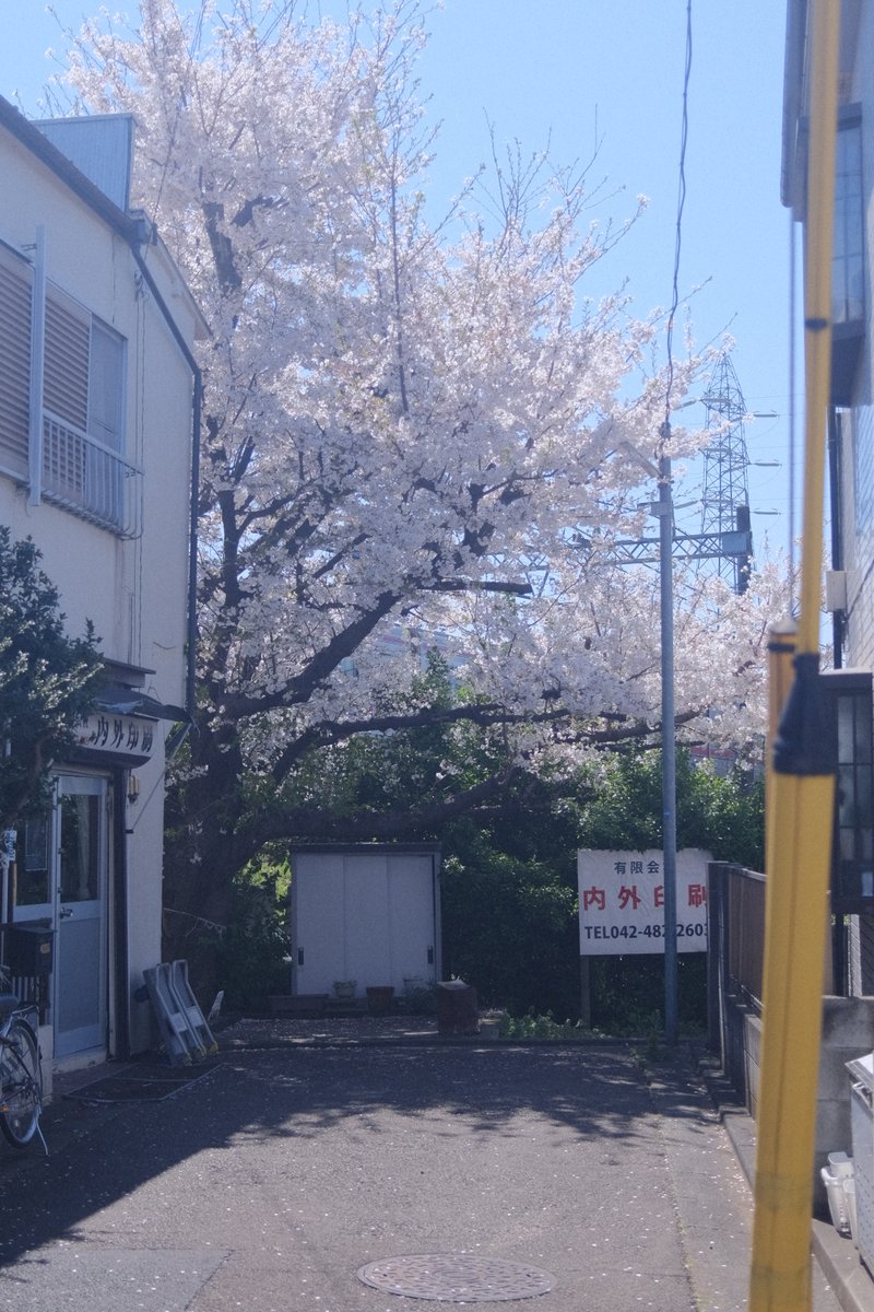 hiroyasu_ishida's tweet image. 京王線の土手の裏

Fujifilm X100V
#Camera #カメラ #フジフィルム #桜