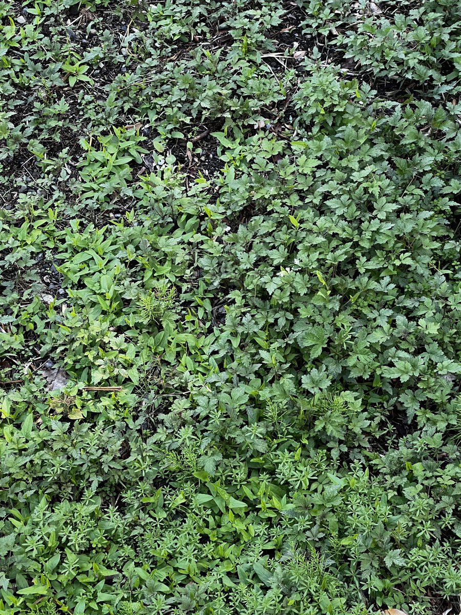 もももぐら tweet media