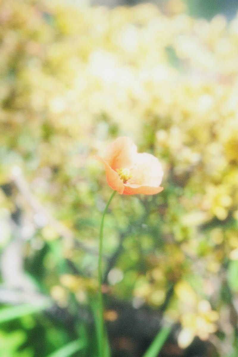 みなみ@Calla lily tweet media