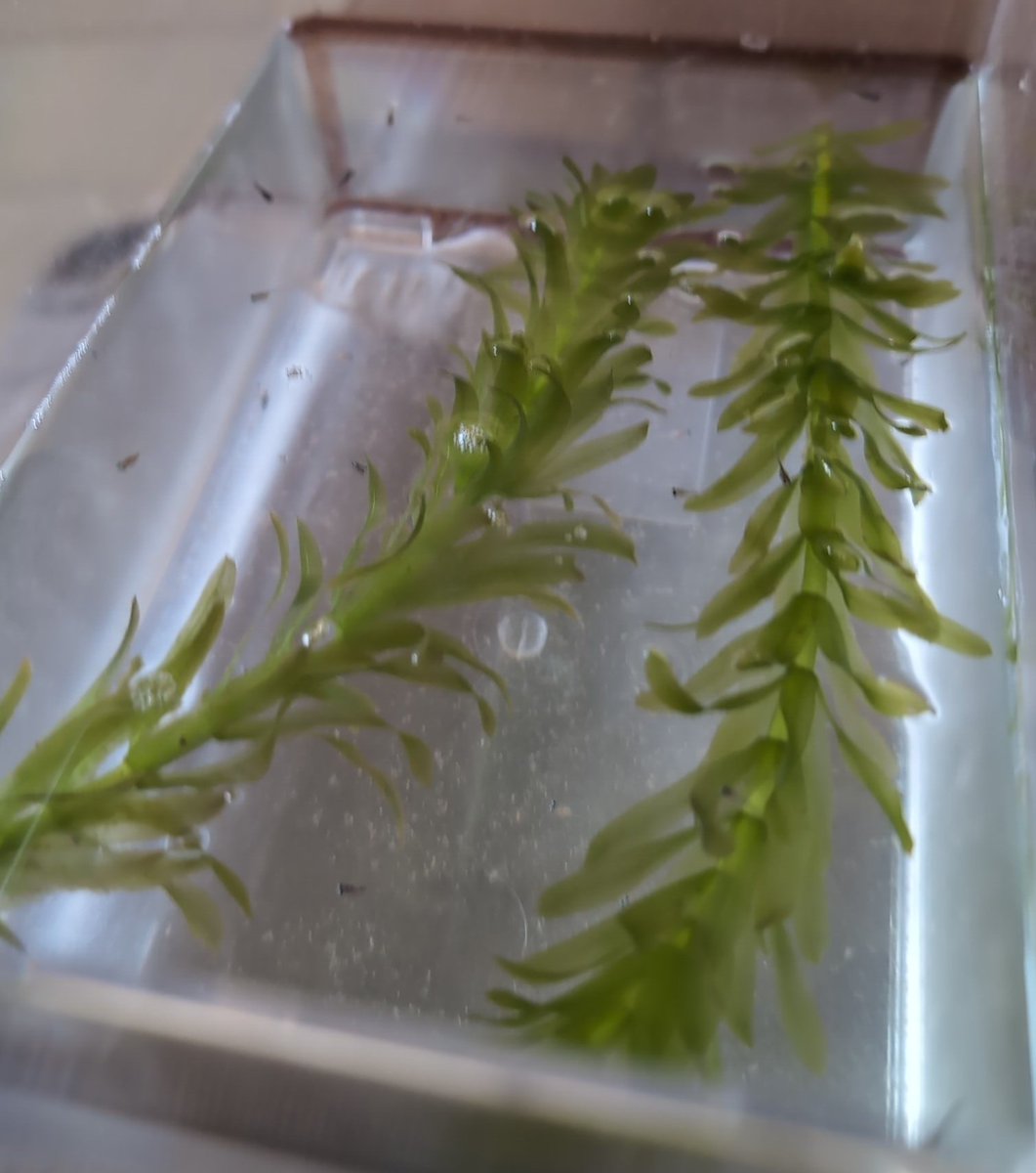 メダカ41匹(*^^*)
すっかり大きくなりました❣️🐟