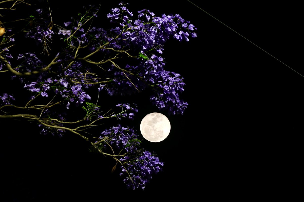 El Universal tweet media