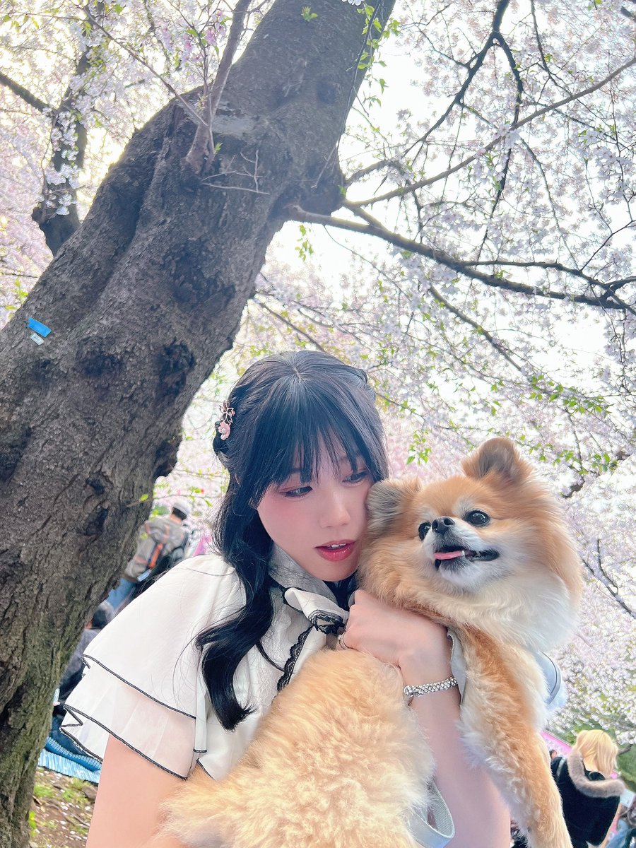 櫻萍Apple💜インピン【アイオケ】 tweet media