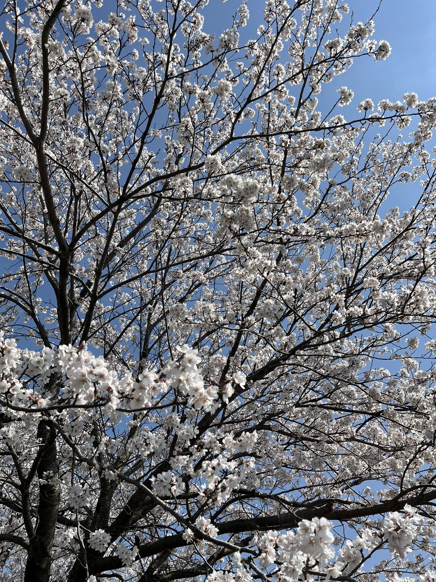 奈緒@イラスト好きブロガー🌷 tweet media