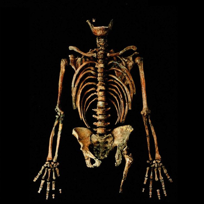 PaleoAnthropology tweet media