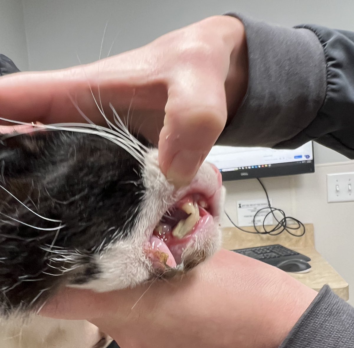 THE HERD HOUSE tweet media