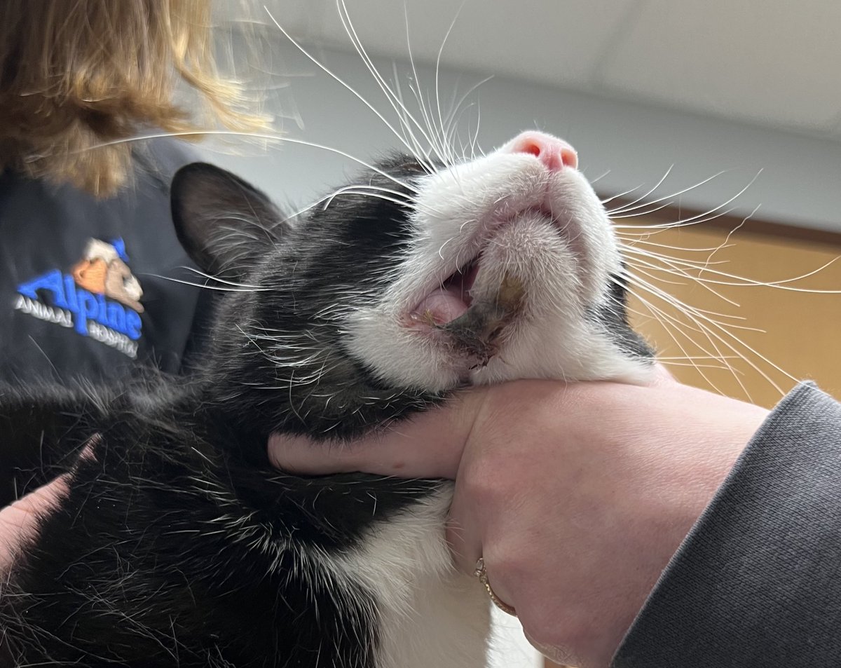 THE HERD HOUSE tweet media