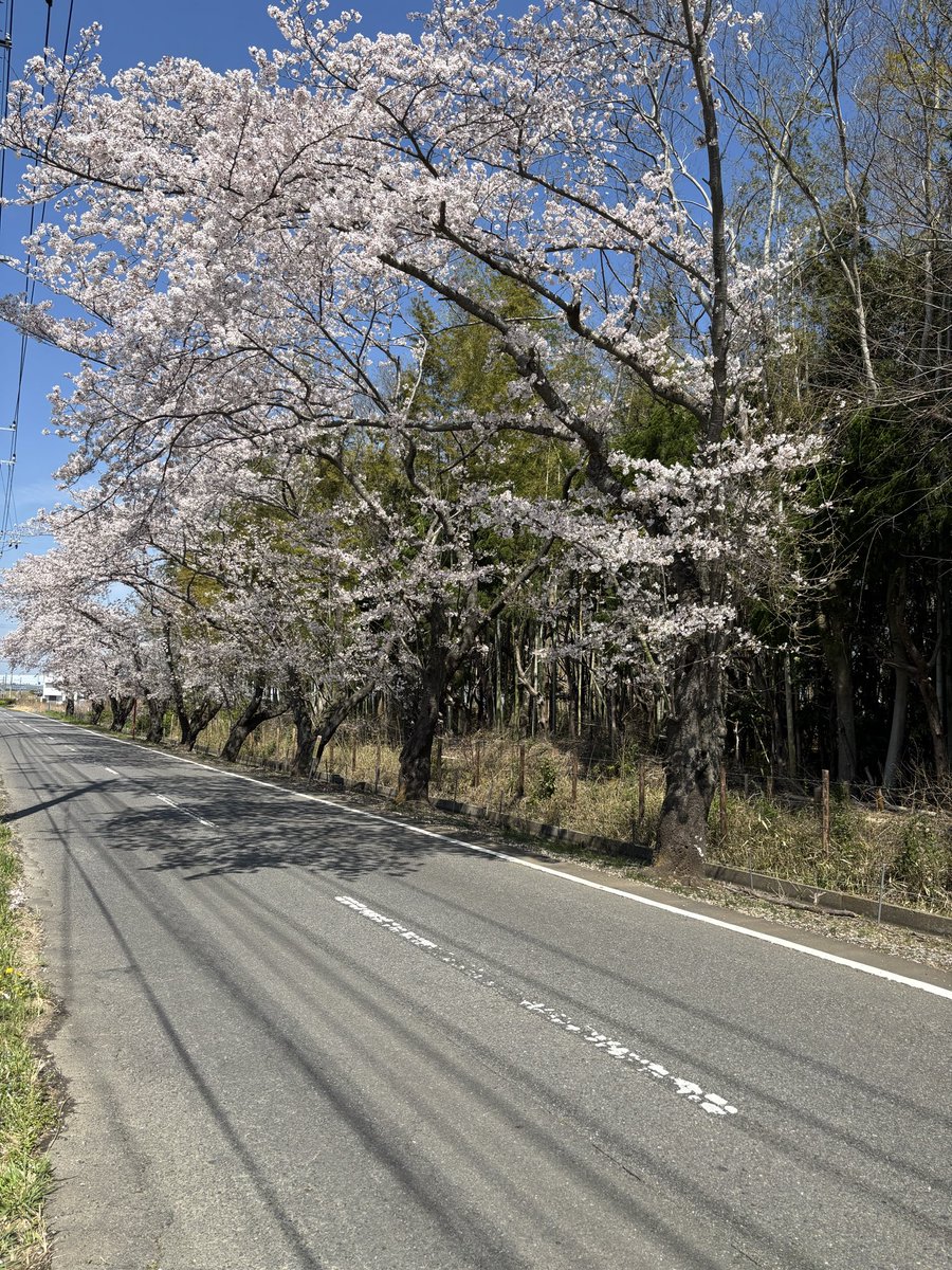 きゃっぴ〜 tweet media