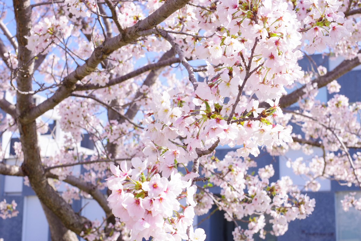 芹沢 時雨🍀VTuber tweet media