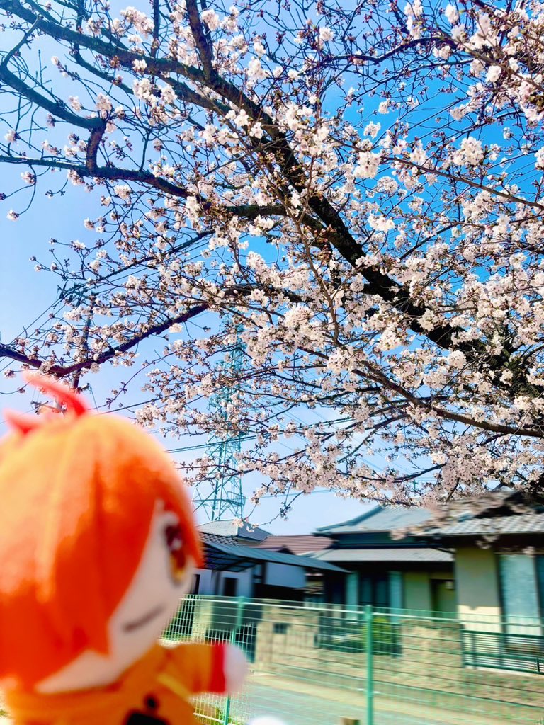 ちゃむんご tweet media