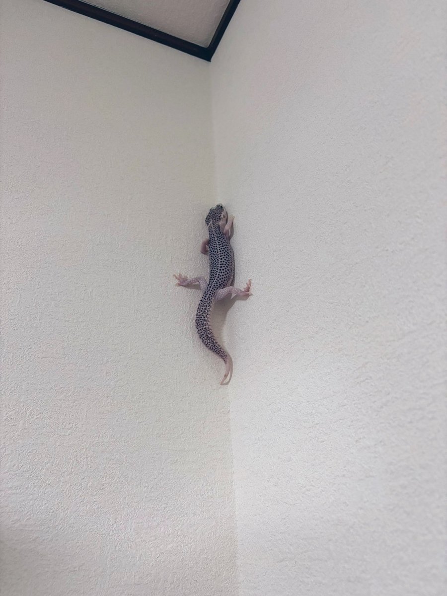 キリサキ🪷🌸🍀🪶🦐5/2,3蓮6th福岡 tweet media