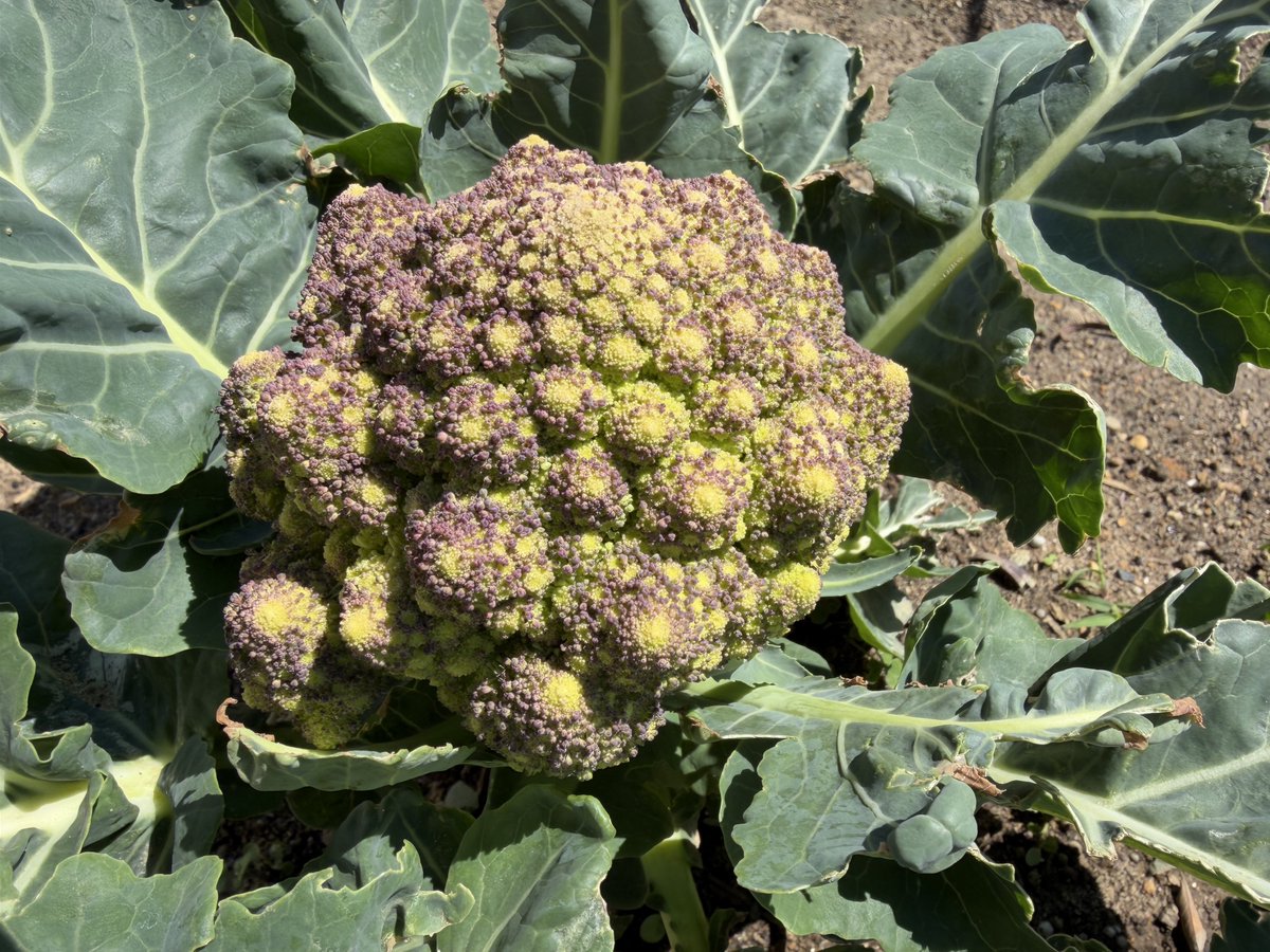 SITO.(シト) tweet media