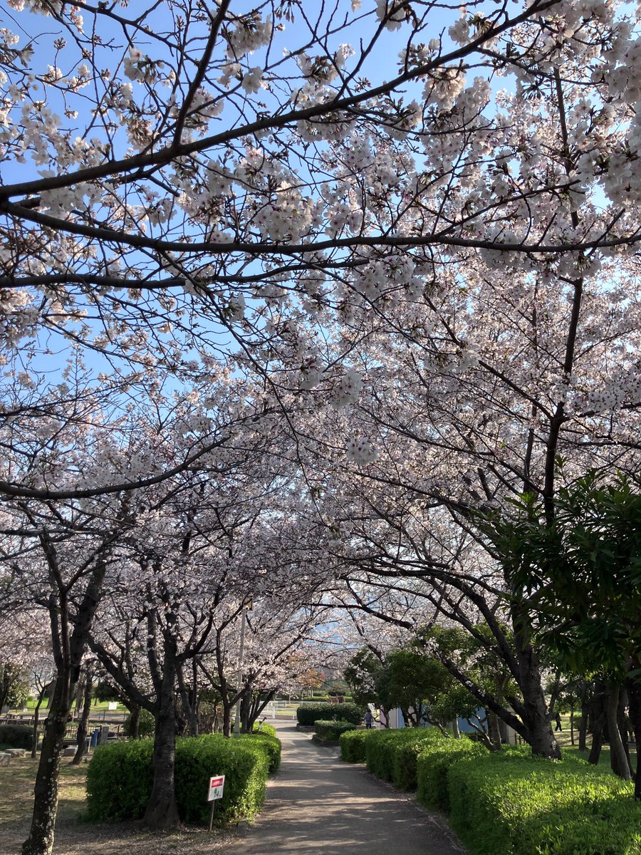桜開花情報 #ドリーム21 ドリーム21、花園中央公園、ラグビー場前