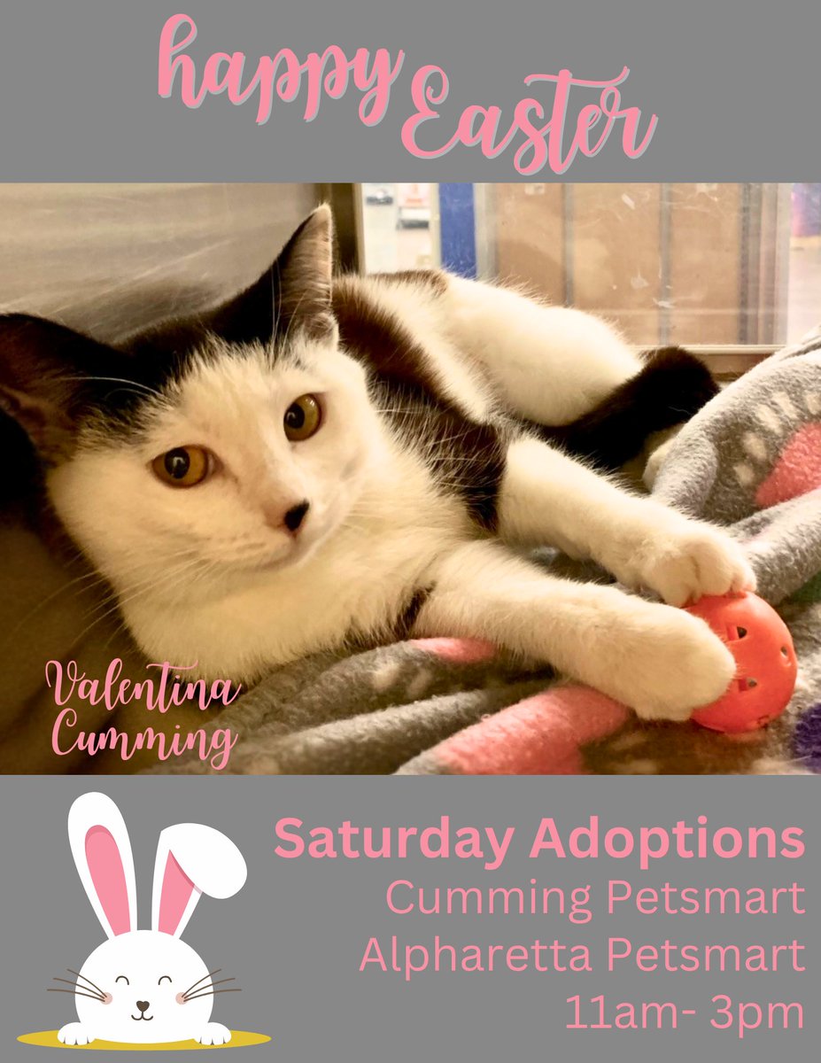 FeralCatProgramGA tweet media