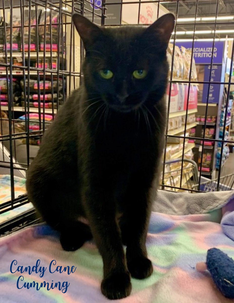 FeralCatProgramGA tweet media