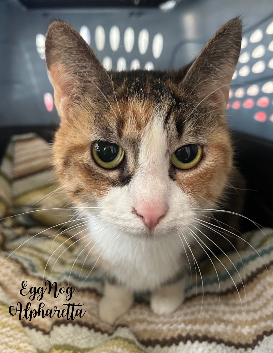 FeralCatProgramGA tweet media