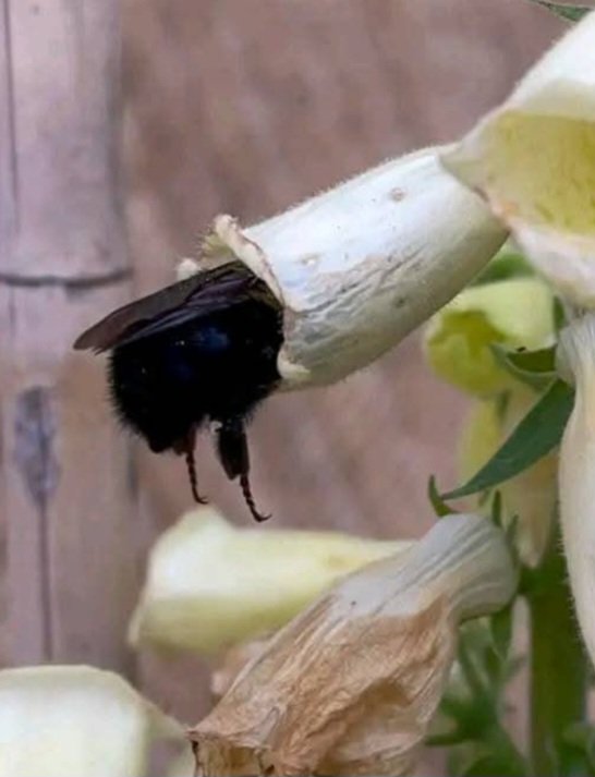 Pissed Off Crone tweet media