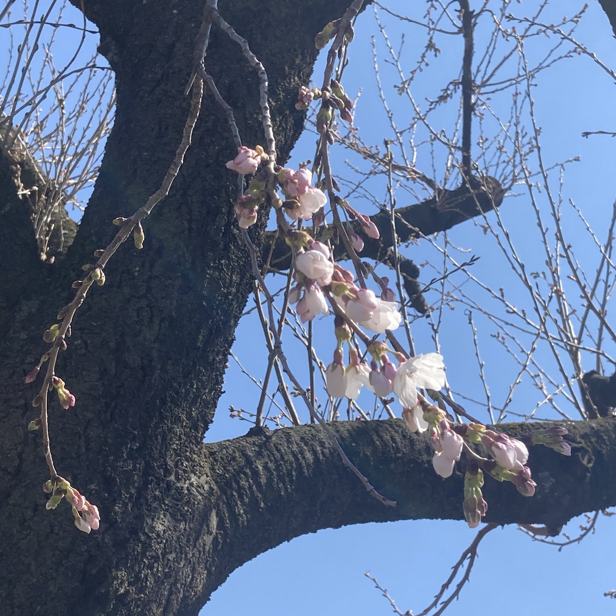 teuchisobashima's tweet photo. 梓川アカデミア館の桜🌸咲き始めました。
季節のそば🌱ねぎそば🌱です。
やわらかい小ネギ、ねぎの揚げ玉、のりがのった温かいそば🥢
地味ですがおすすめです！
お弁当🍱ふきのとうの天ぷら、菜花，うどのきんぴらで春らしく🌸 https://t.co/gO49ronZOr