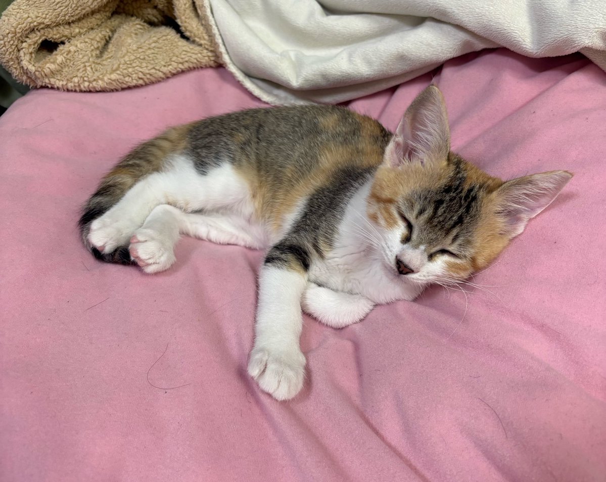 きみちゃん tweet media