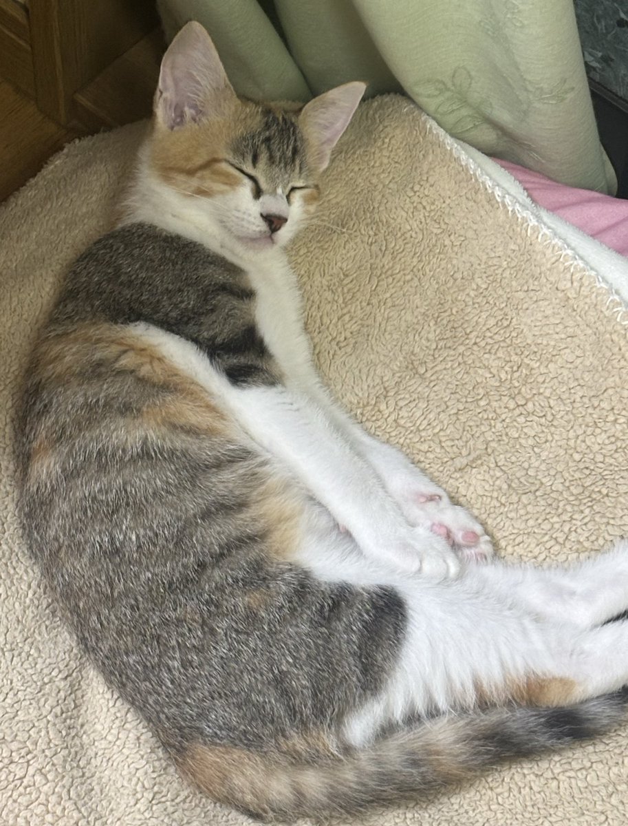 きみちゃん tweet media