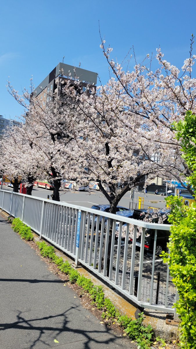 もういいケイト tweet media