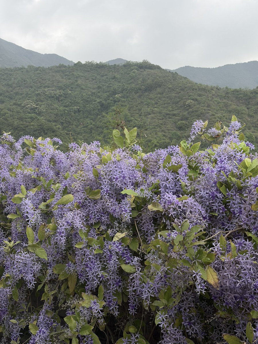 Amena Gul tweet media