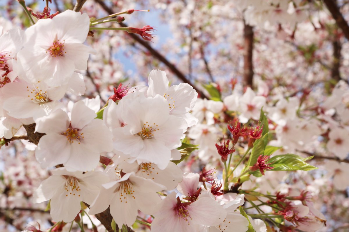 サクラクレパス【公式】 tweet media