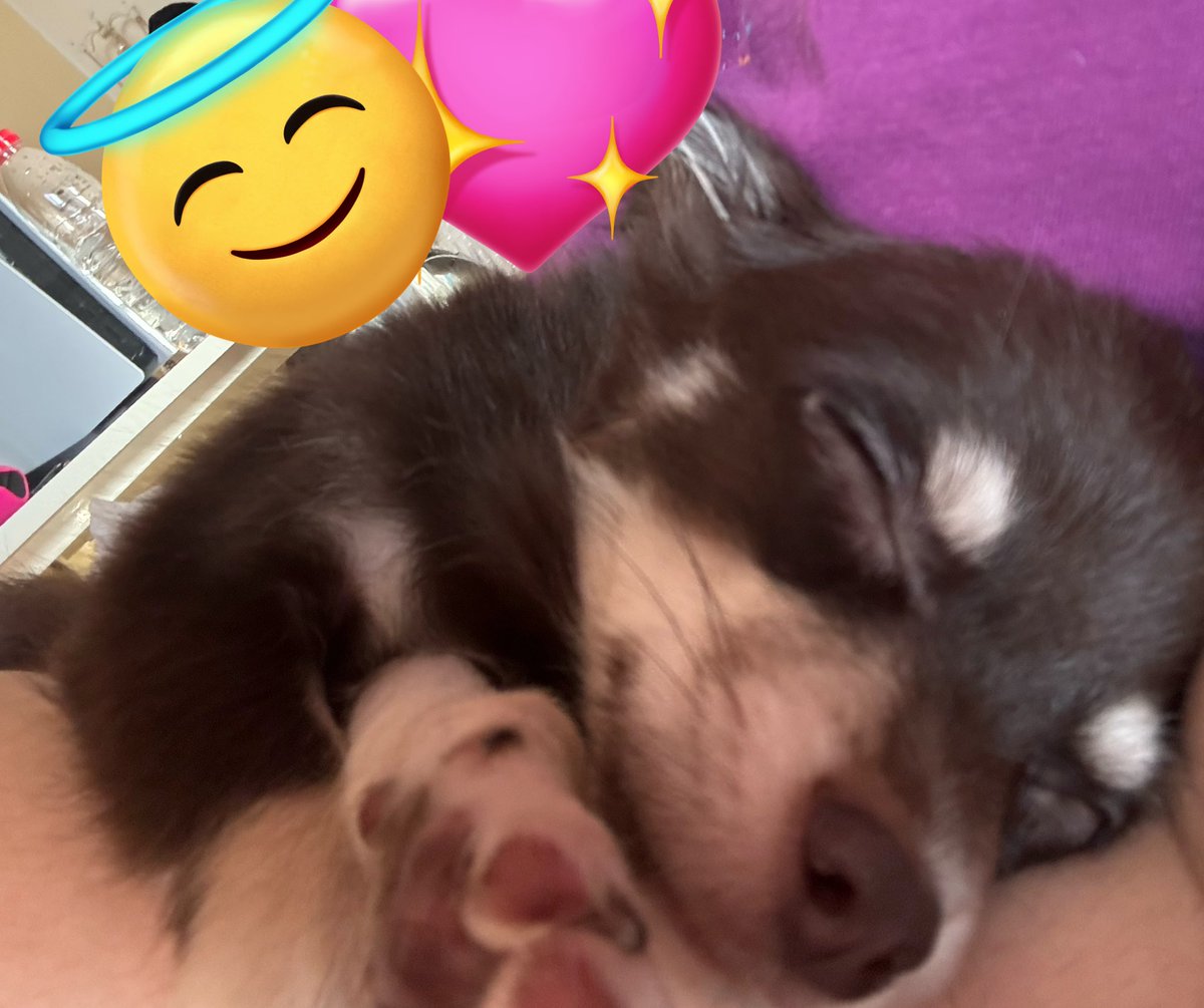 🐤ゆまるふぉい🐤 tweet media