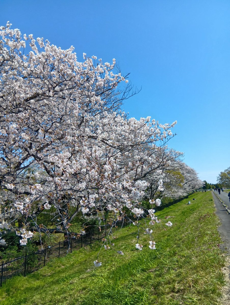 狛江の多摩川沿いの桜が見頃です🌸／ 先週土曜日にこまえ桜まつりが