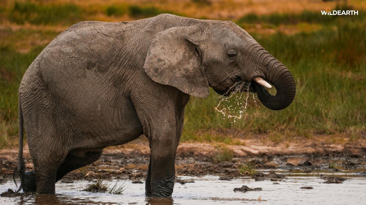 WildEarth tweet media