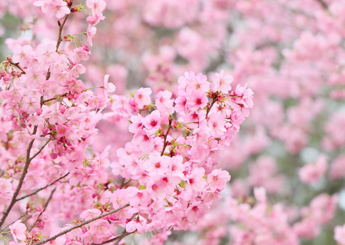 エド４世 tweet media