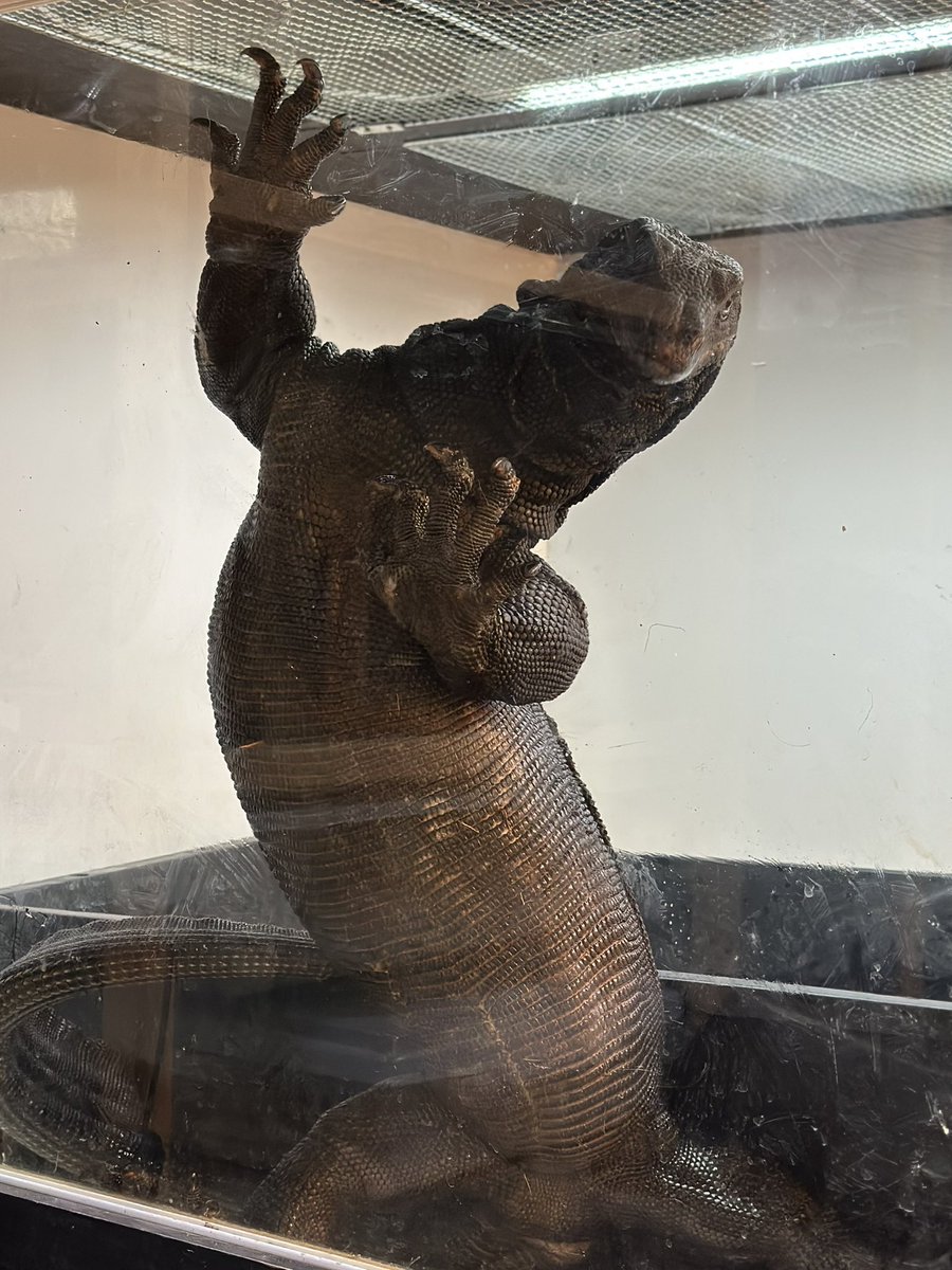THE REPTILES HOUSE tweet media