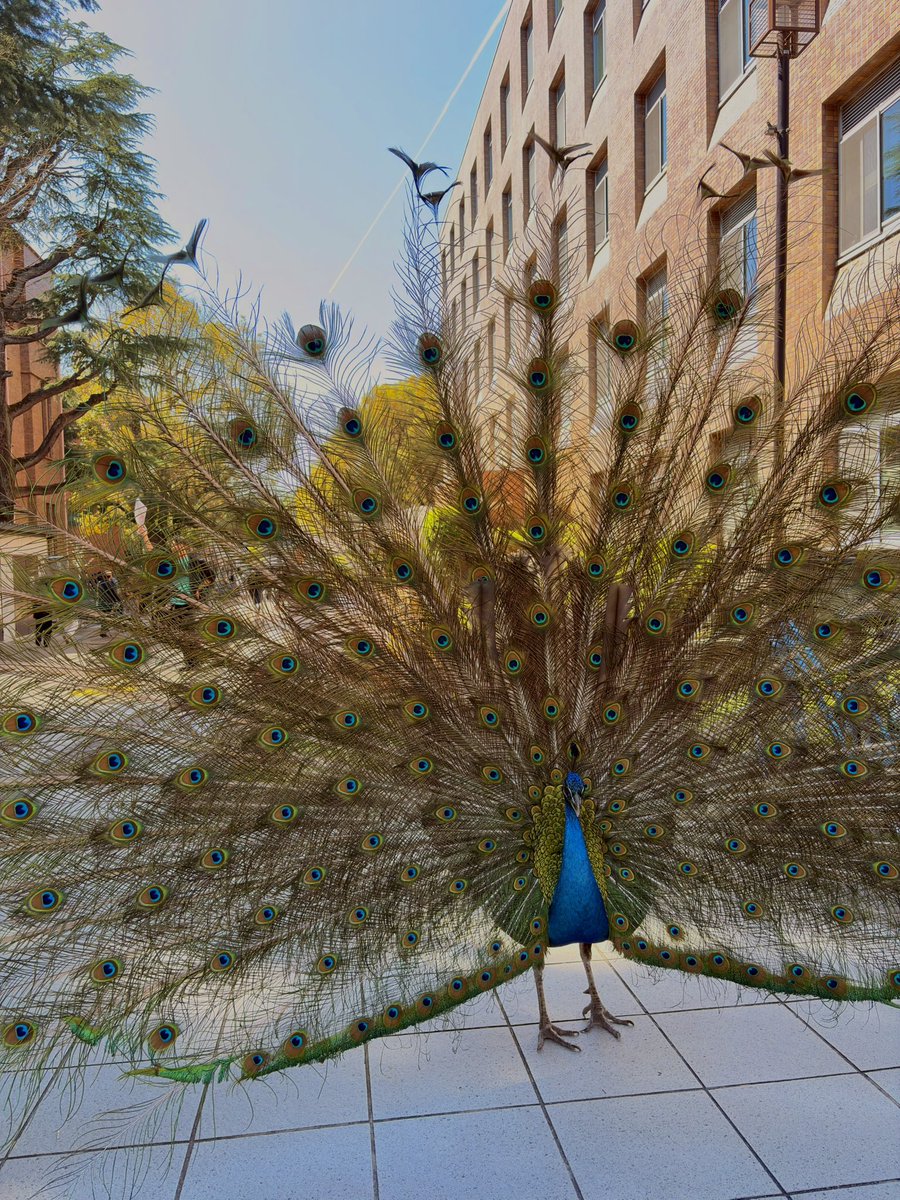 京都大学クジャク同好会 tweet media