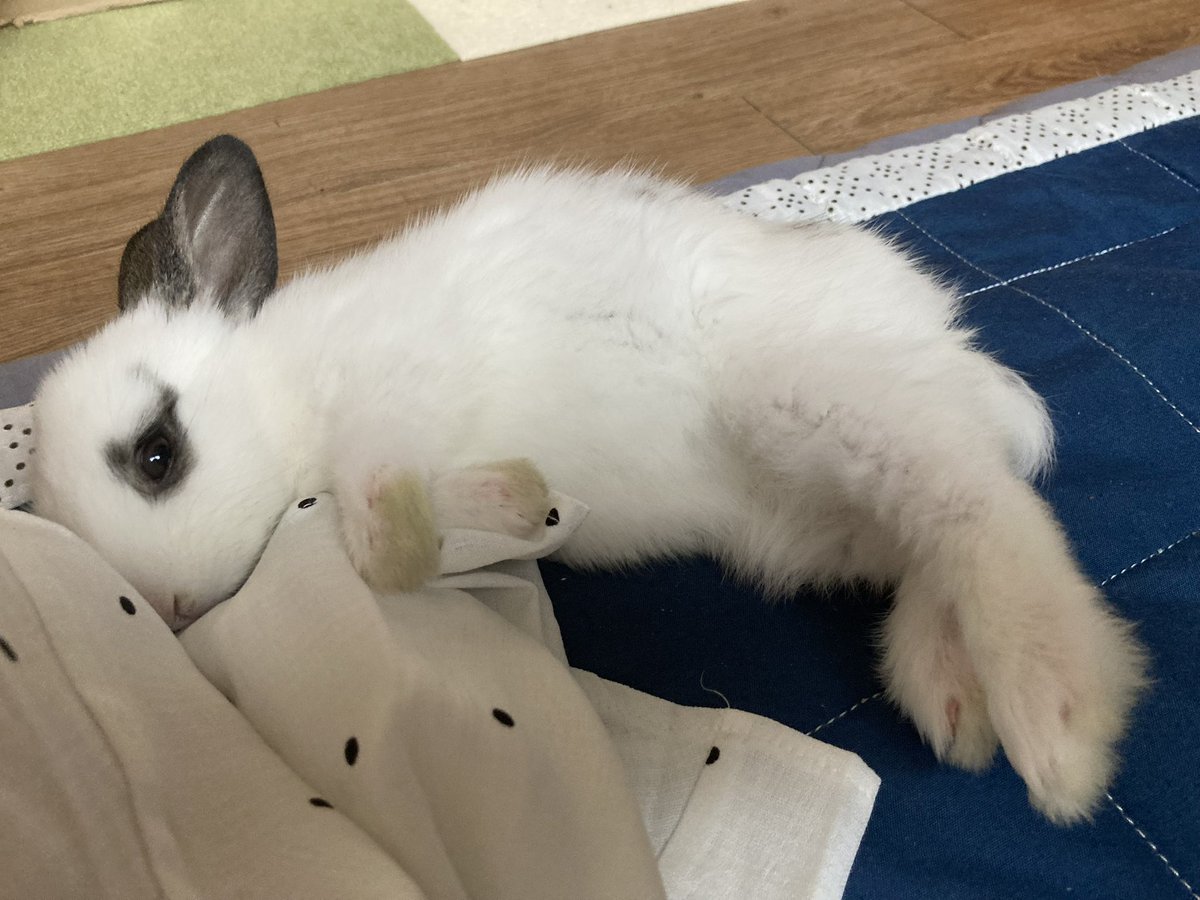 쥬쥬비비 tweet media