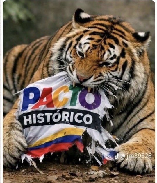 Alberto D tweet media