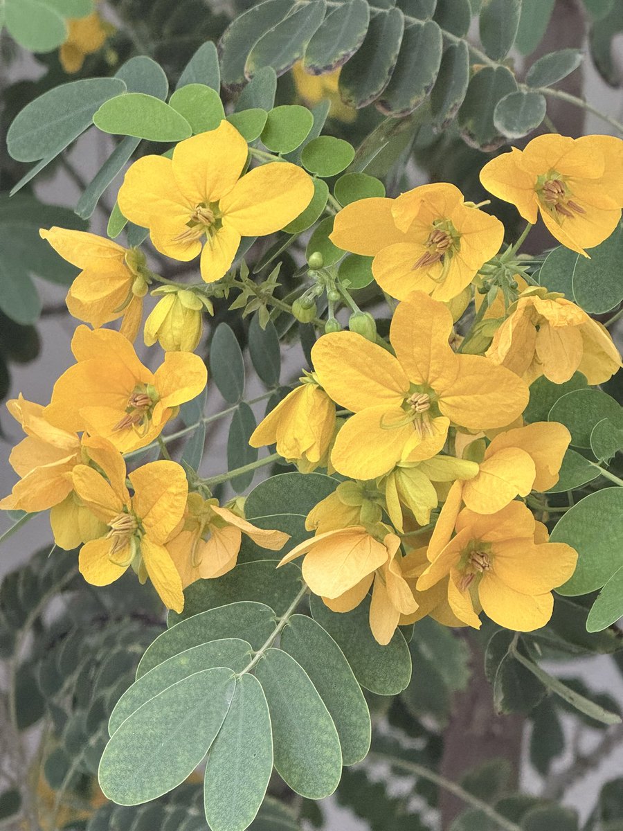 توليب|Tulip🌷 tweet media