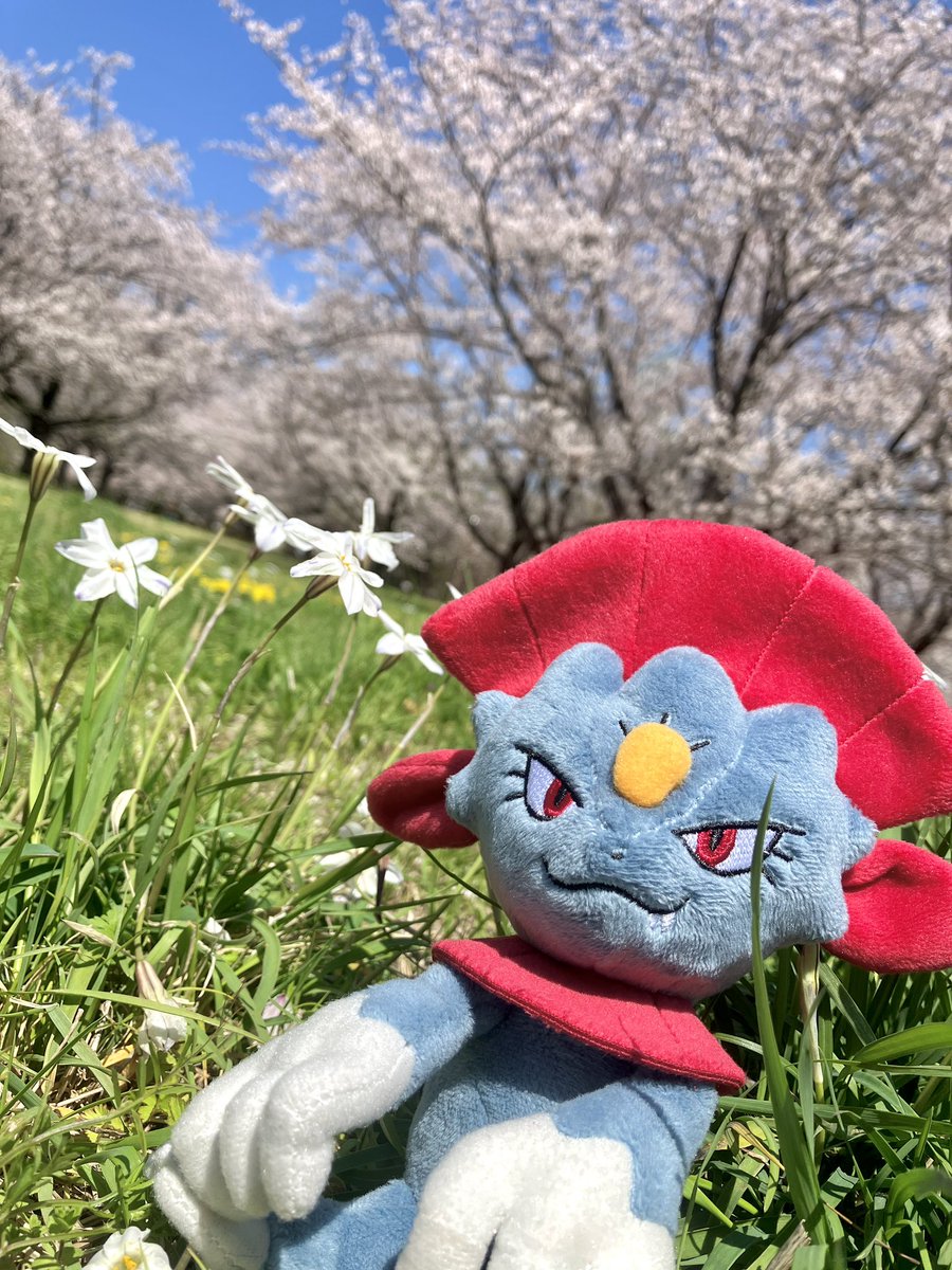 カツラギ tweet media