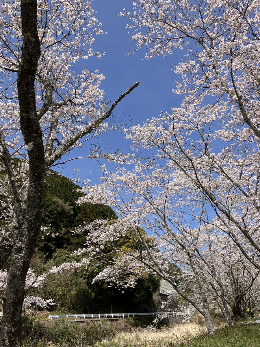 みーちゃん（RN.よさこい歴女） tweet media