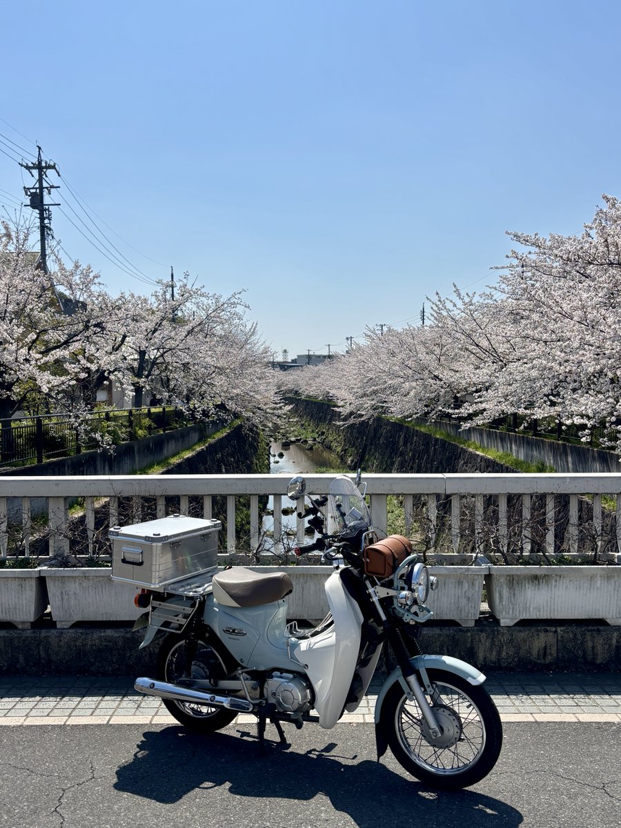 pesu01's tweet photo. 山﨑川まだ満開🌸
今日はいい天気☀️ https://t.co/pvFENROC1k