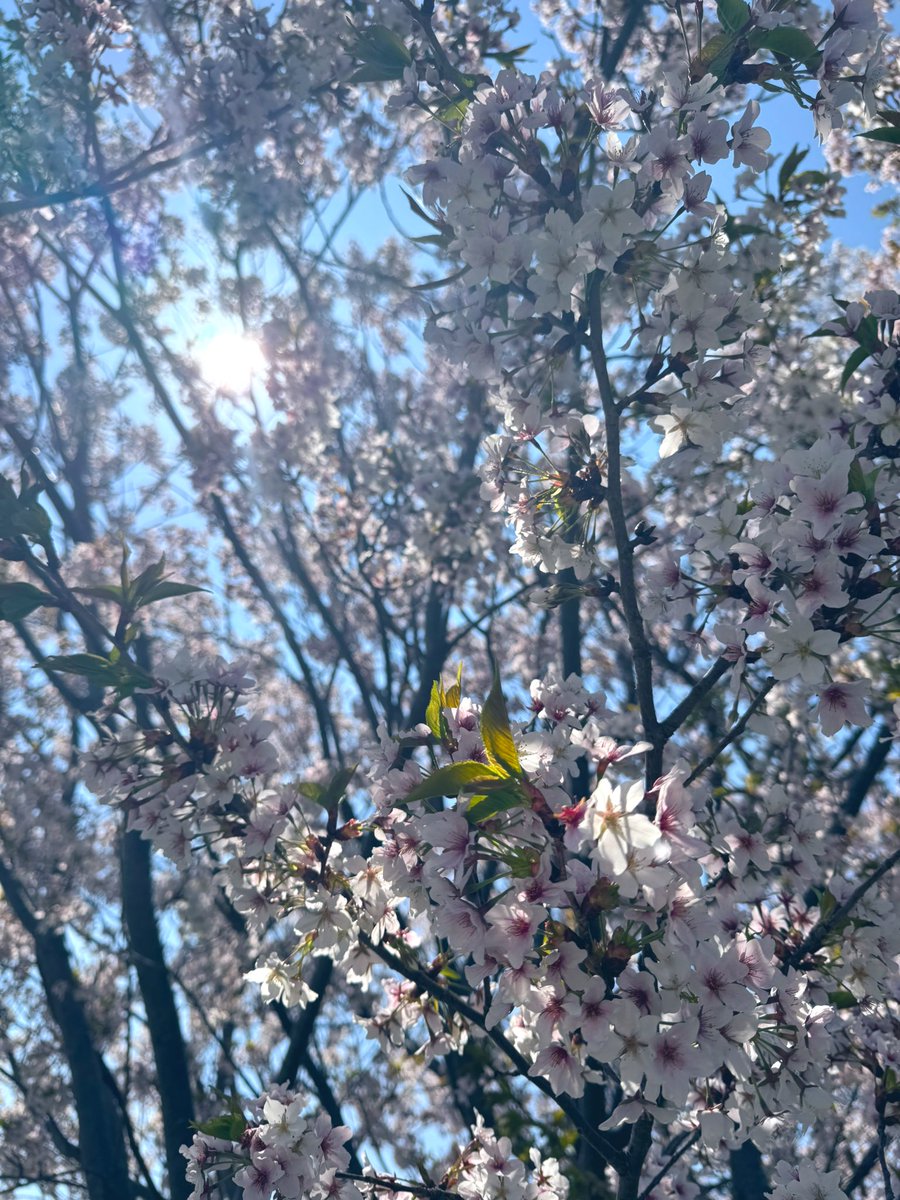 みにまる🦄 tweet media